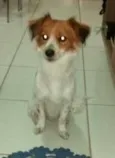 Menino