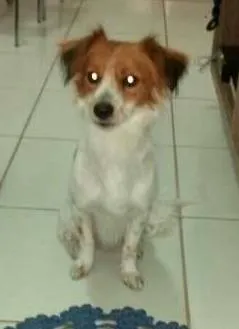 Cachorro ra a SRD idade  nome Menino