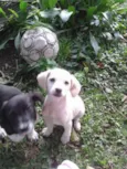 Lindinhas