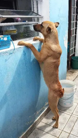 Cachorro raça SRD idade 1 ano nome Dafne