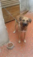 Cachorro raça Labrador idade 1 ano nome Bolota