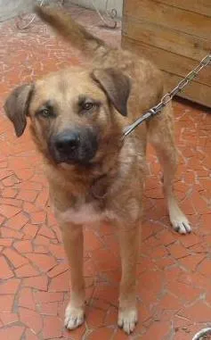 Cachorro raça Labrador idade 1 ano nome Bolota