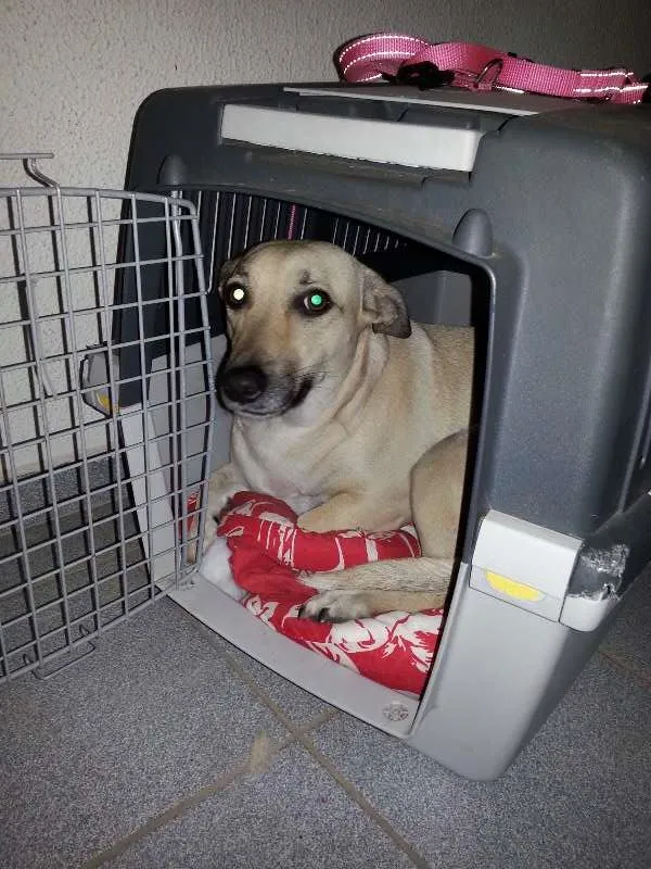 Cachorro ra a vira idade 2 anos nome MIMI