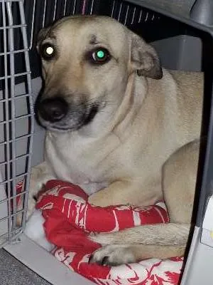 Cachorro ra a vira idade 2 anos nome MIMI