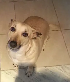 Cachorro raça vira idade 2 anos nome MIMI