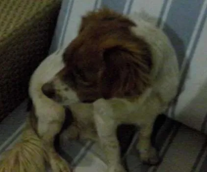 Cachorro ra a  idade  nome não sei