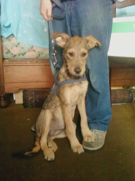 Cachorro ra a SRD idade 2 a 6 meses nome Magali