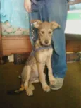 Magali