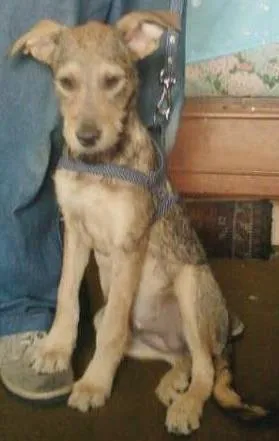 Cachorro raça SRD idade 2 a 6 meses nome Magali
