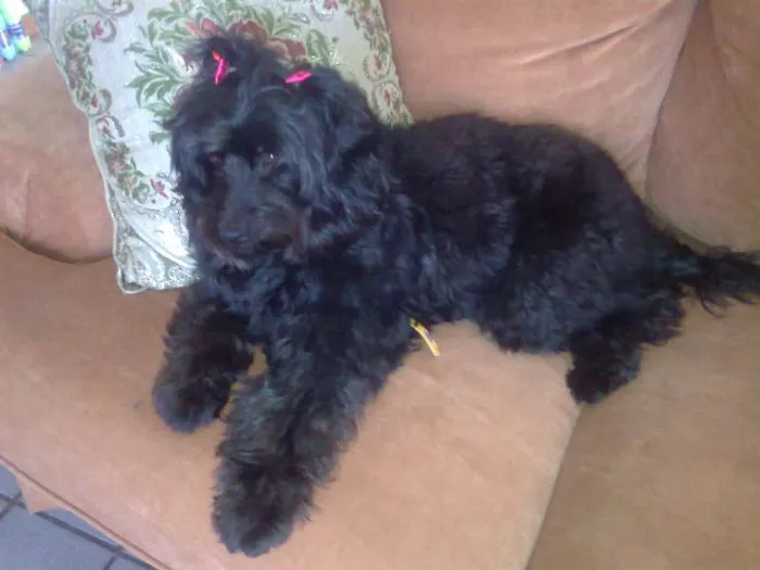 Cachorro ra a mix poodle idade 6 ou mais anos nome negrucha