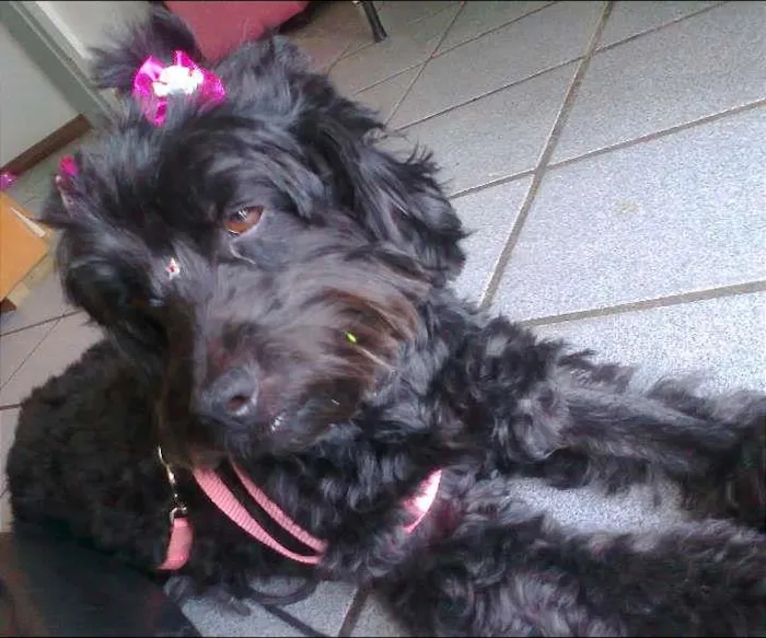 Cachorro ra a mix poodle idade 6 ou mais anos nome negrucha