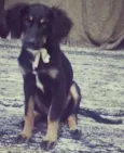 Cachorro raça SRD idade 7 a 11 meses nome Kika