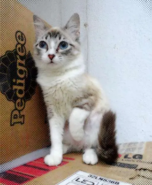 Gato ra a SRD idade 2 a 6 meses nome Marion