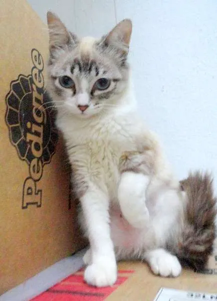 Gato ra a SRD idade 2 a 6 meses nome Marion