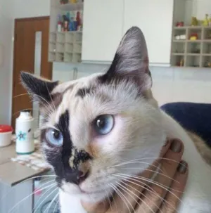 Gato raça SRD idade 1 ano nome Virginia