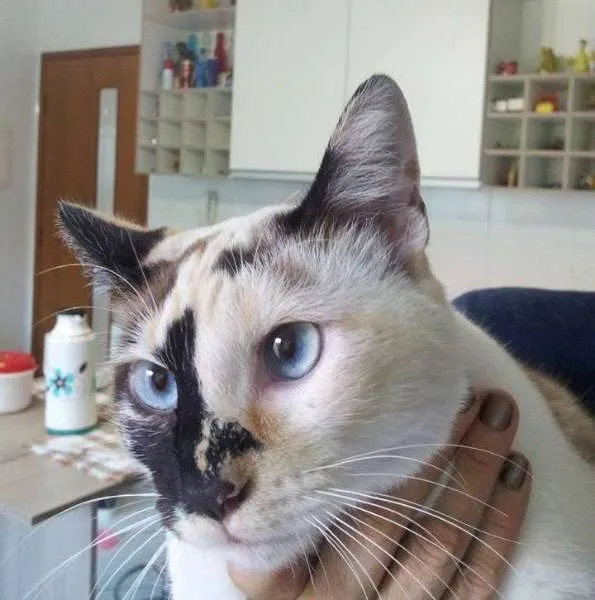 Gato ra a SRD idade 1 ano nome Virginia