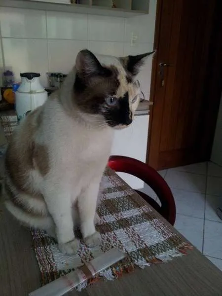 Gato ra a SRD idade 1 ano nome Virginia