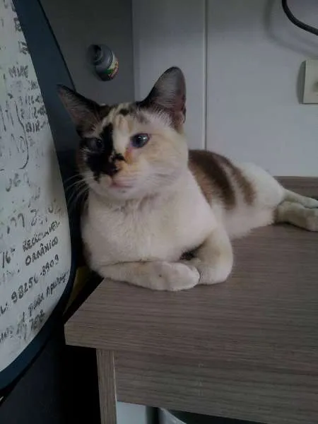 Gato ra a SRD idade 1 ano nome Virginia