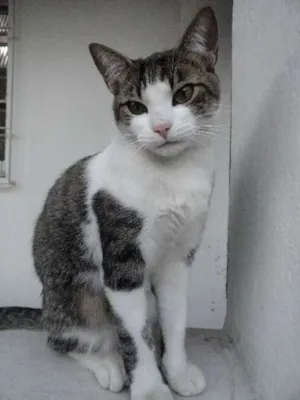 Gato raça SRD idade 1 ano nome Little Chivas