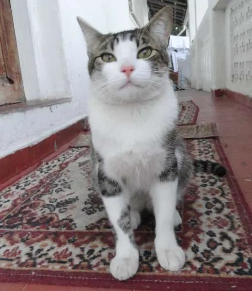 Gato ra a SRD idade 1 ano nome Little Chivas