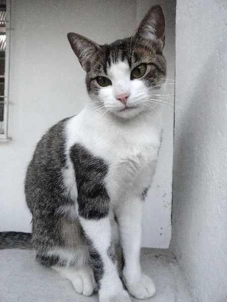 Gato ra a SRD idade 1 ano nome Little Chivas