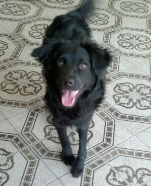 Cachorro raça SRD idade  nome Neguinho