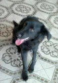 Neguinho