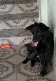Neguinho