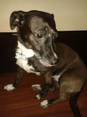 Cachorro raça SRD idade 5 anos nome Milly