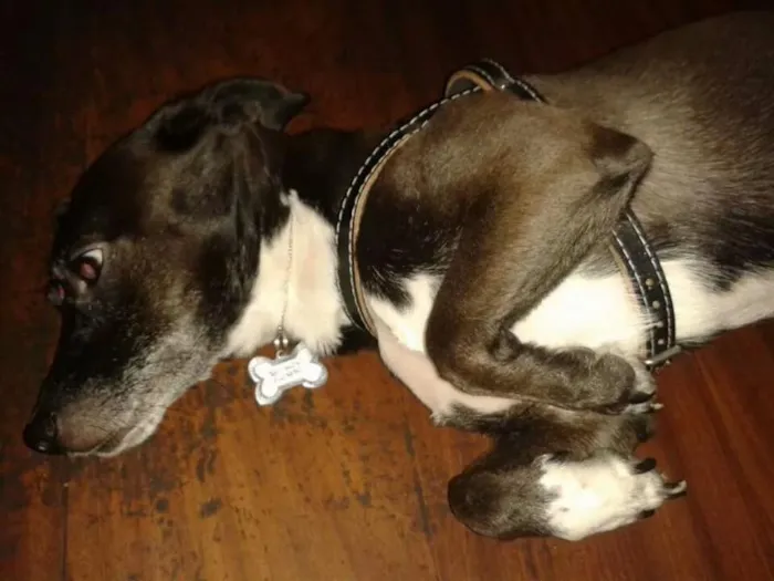 Cachorro ra a SRD idade 5 anos nome Milly