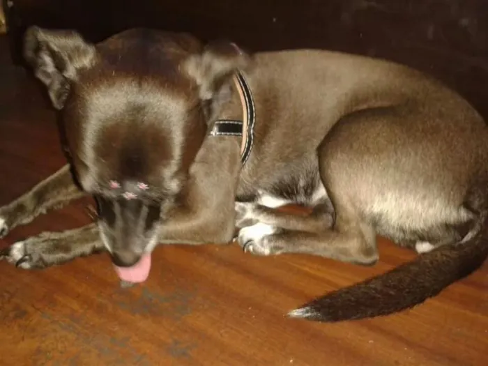 Cachorro ra a SRD idade 5 anos nome Milly