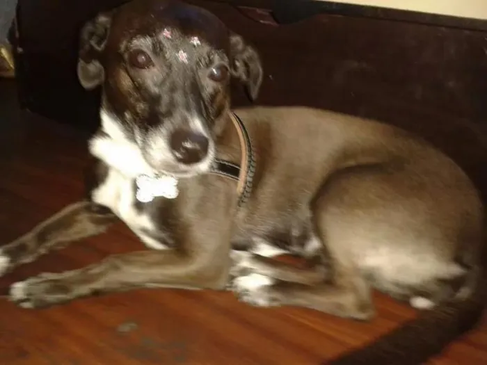 Cachorro ra a SRD idade 5 anos nome Milly