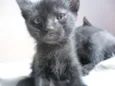 3 Filhotes de Gato
