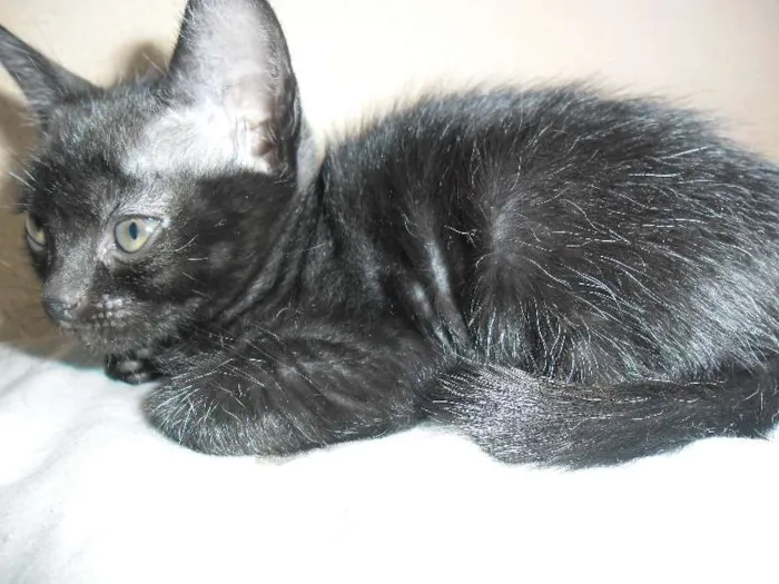 Gato ra a Vira-Lata idade 2 a 6 meses nome 3 Filhotes de Gato