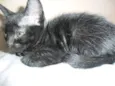 3 Filhotes de Gato
