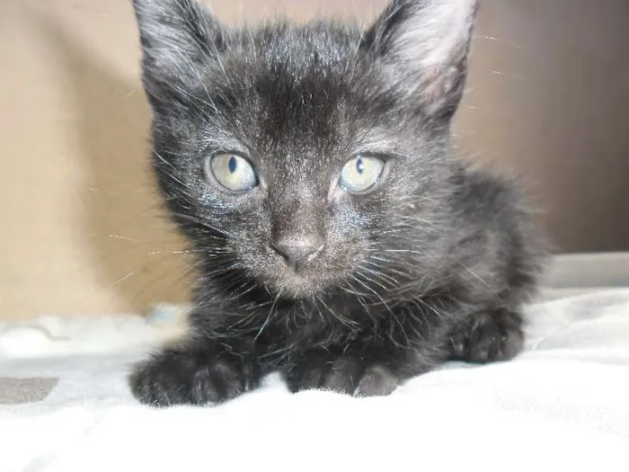 Gato ra a Vira-Lata idade 2 a 6 meses nome 3 Filhotes de Gato