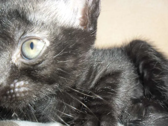 Gato ra a Vira-Lata idade 2 a 6 meses nome 3 Filhotes de Gato
