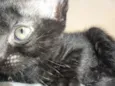 3 Filhotes de Gato