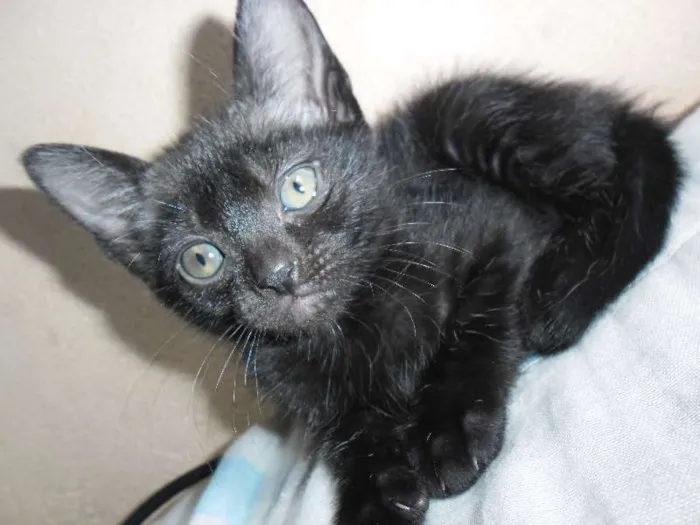 Gato ra a Vira-Lata idade 2 a 6 meses nome 3 Filhotes de Gato