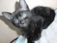 3 Filhotes de Gato