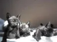 3 Filhotes de Gato