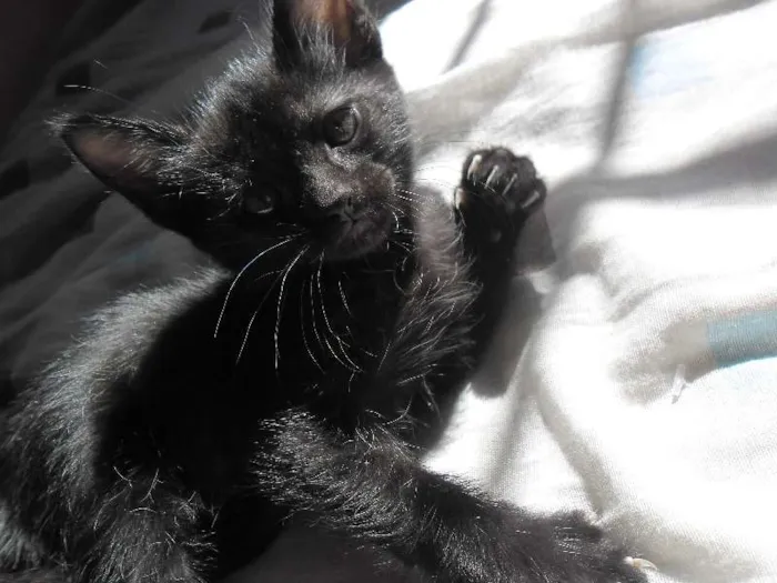 Gato ra a Vira-Lata idade 2 a 6 meses nome 3 Filhotes de Gato