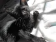 3 Filhotes de Gato