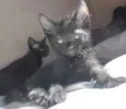 3 Filhotes de Gato