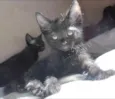 3 Filhotes de Gato