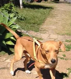 Cachorro ra a SRD idade 1 ano nome Costelinha
