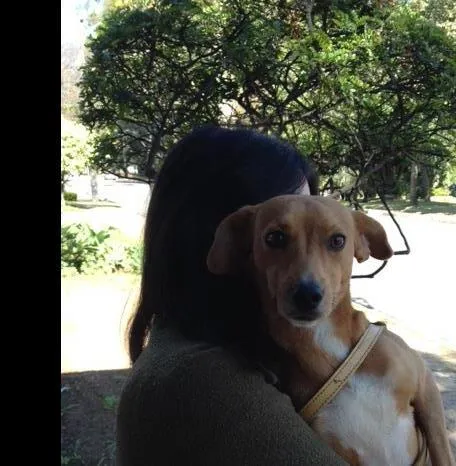 Cachorro ra a SRD idade 1 ano nome Costelinha