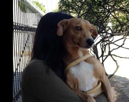 Cachorro ra a SRD idade 1 ano nome Costelinha