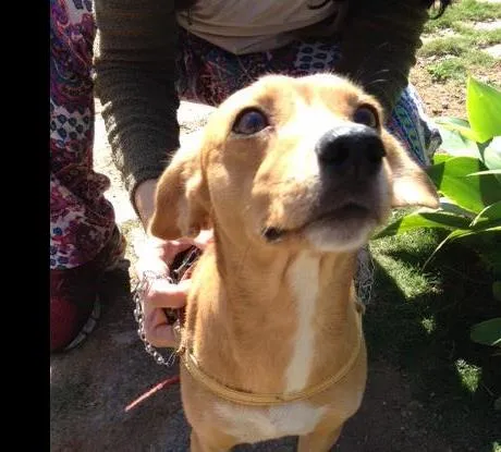 Cachorro ra a SRD idade 1 ano nome Costelinha