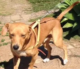 Cachorro raça SRD idade 1 ano nome Costelinha